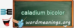 WordMeaning blackboard for caladium bicolor